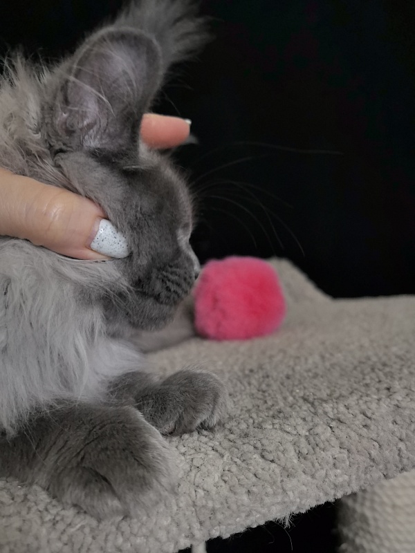 Vita Leya Akbars - Kitten maine-coon 3 months 3 weeks