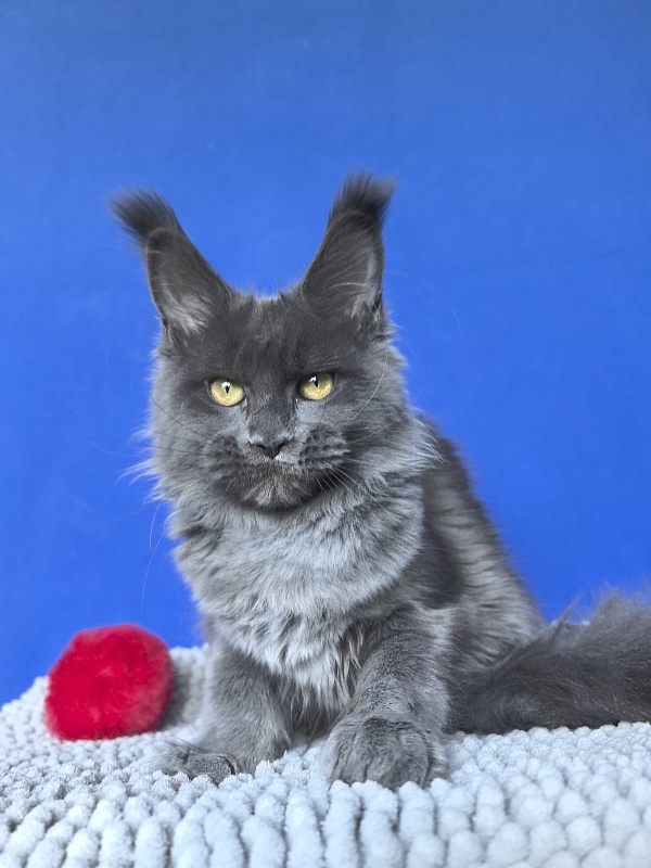 Willa Mila Akbars - Kitten maine-coon 4 months 3 weeks