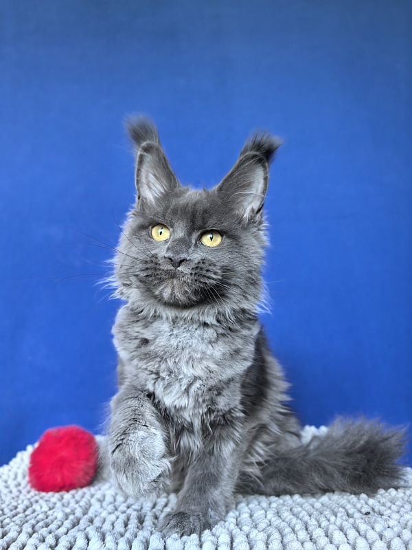 Willa Mila Akbars - Kitten maine-coon 4 months 3 weeks