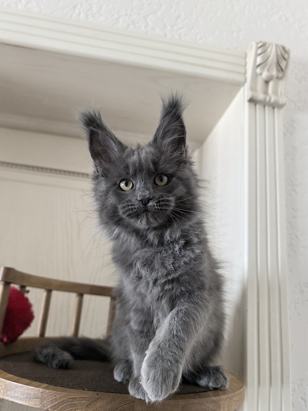 Willa Mila Akbars - Kitten maine-coon 2 months 3 weeks