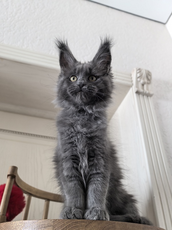 Willa Mila Akbars - Kitten maine-coon 2 months 3 weeks