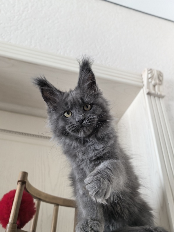 Willa Mila Akbars - Kitten maine-coon 2 months 3 weeks