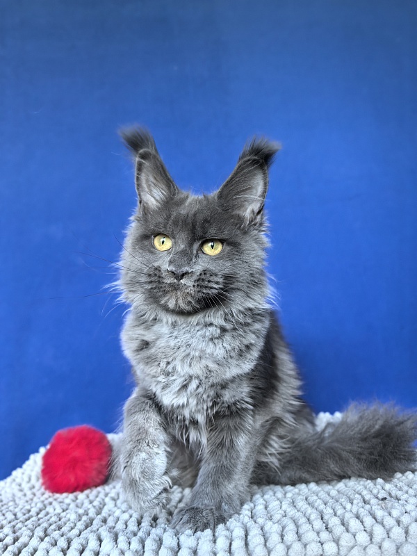 Willa Mila Akbars - Kitten maine-coon 4 months 3 weeks