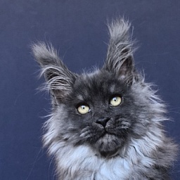 U*Texas Akbars (polydactyl 66/66)