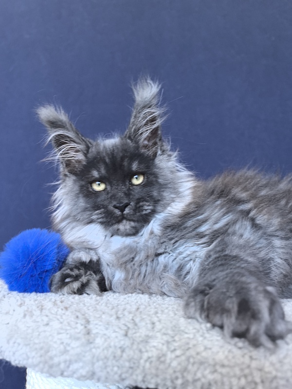 U*Texas Akbars (polydactyl 66/66) - Kitten maine-coon 2 months 2.5 weeks