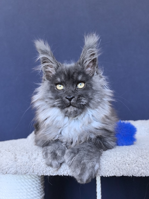 U*Texas Akbars (polydactyl 66/66) - Kitten maine-coon 2 months 2.5 weeks