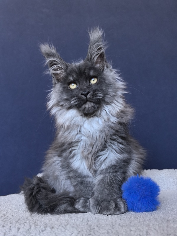 U*Texas Akbars (polydactyl 66/66) - Kitten maine-coon 2 months 2.5 weeks