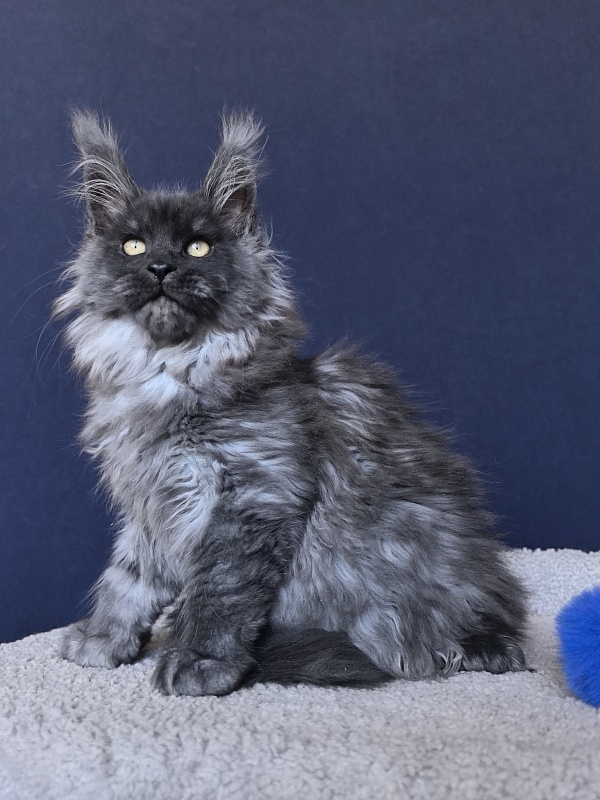U*Texas Akbars (polydactyl 66/66) - Kitten maine-coon 2 months 2.5 weeks
