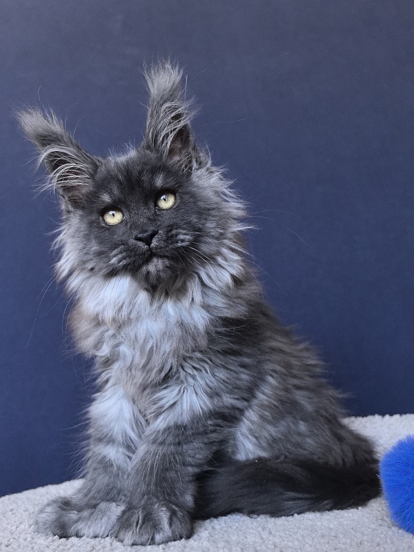 U*Texas Akbars (polydactyl 66/66) - Kitten maine-coon 2 months 2.5 weeks