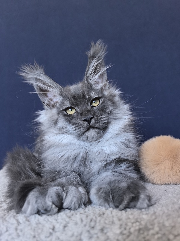 Uh*Torik Akbars  (polydactyl 66/66) - Kitten maine-coon 2 months 2.5 weeks