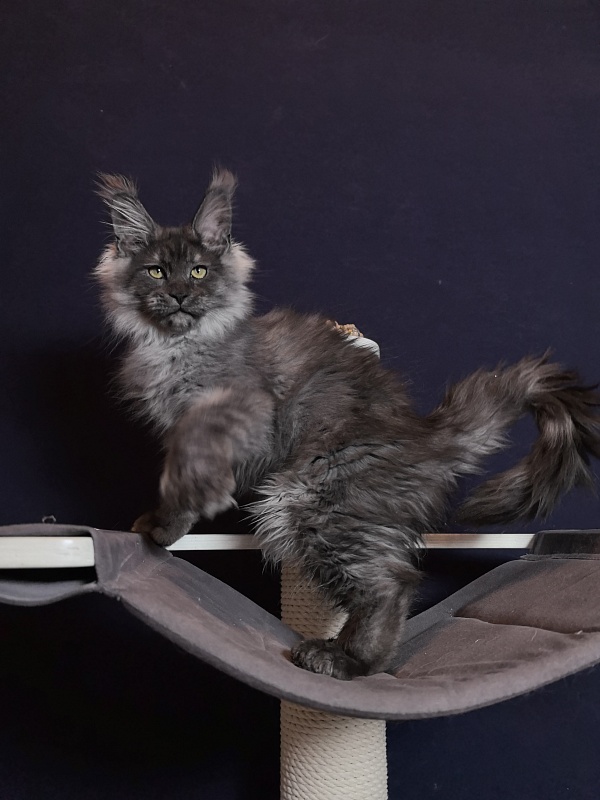 Uh*Torik Akbars  (polydactyl 66/66) - Kitten maine-coon 3 months 0.5 weeks