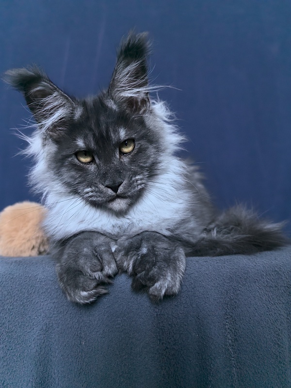 Uh*Torik Akbars  (polydactyl 66/66) - Kitten maine-coon 3 months 3.5 weeks