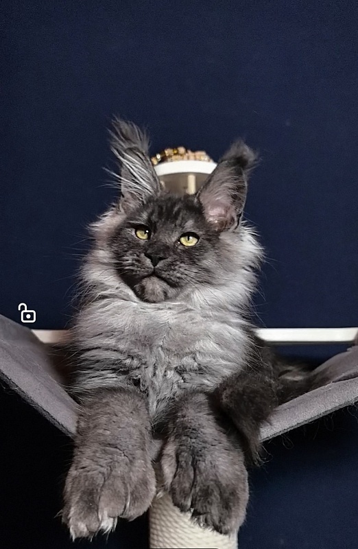 Uh*Torik Akbars  (polydactyl 66/66) - Kitten maine-coon 3 months 0.5 weeks