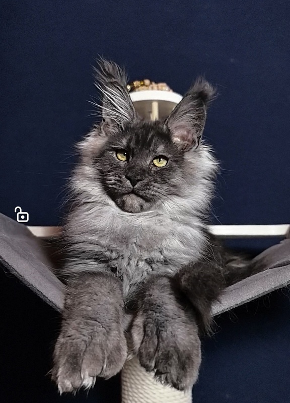 Uh*Torik Akbars  (polydactyl 66/66) - Kitten maine-coon 3 months 0.5 weeks