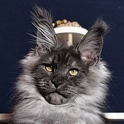 Uh*Torik Akbars (polydactyl 66/66)