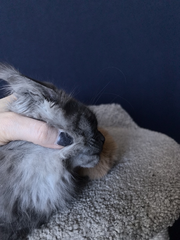 Uh*Torik Akbars  (polydactyl 66/66) - Kitten maine-coon 2 months 2.5 weeks