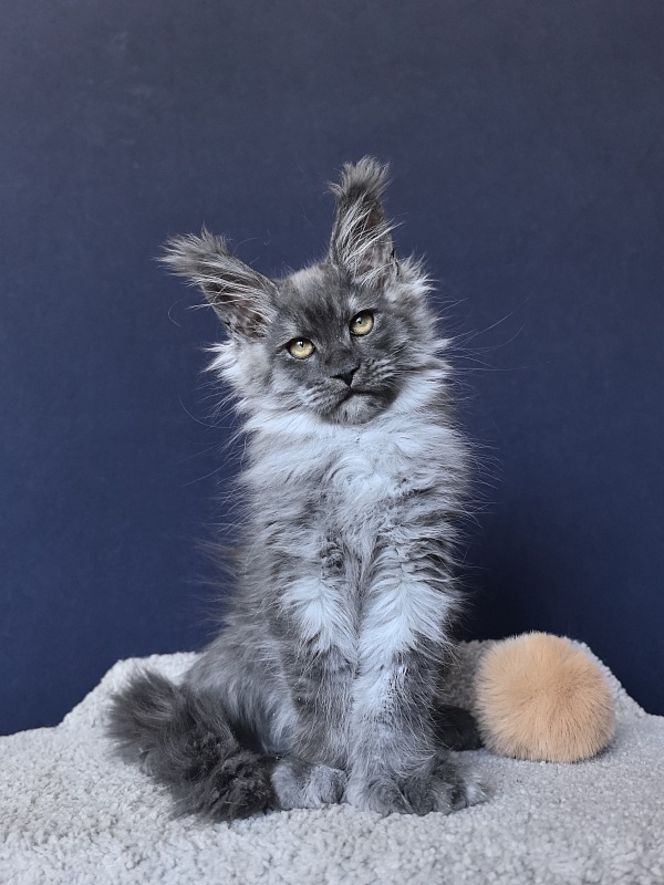 Uh*Torik Akbars  (polydactyl 66/66) - Kitten maine-coon 2 months 2.5 weeks