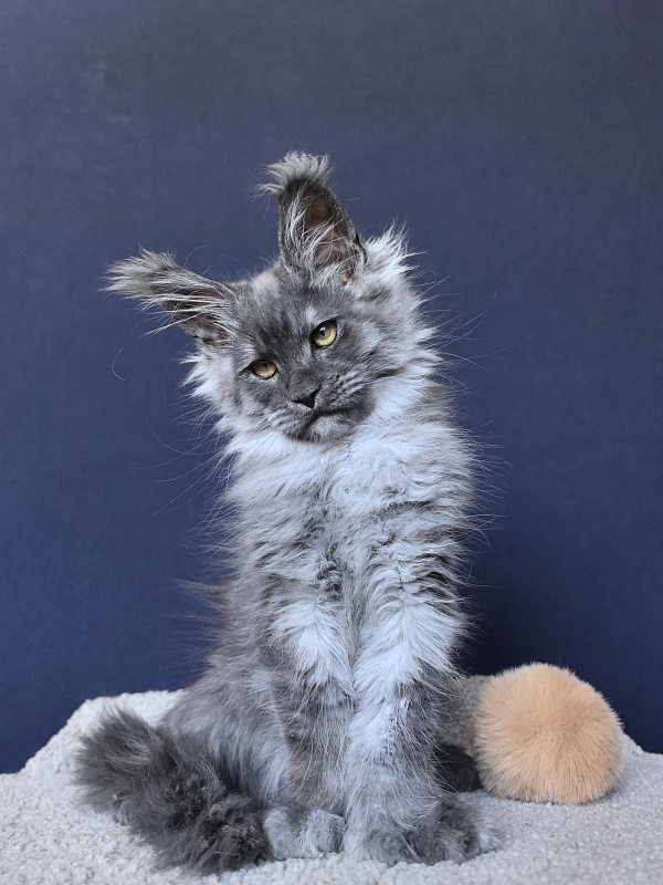 Uh*Torik Akbars  (polydactyl 66/66) - Kitten maine-coon 2 months 2.5 weeks