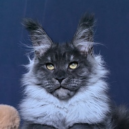 Uh*Torik Akbars  (polydactyl 66/66)