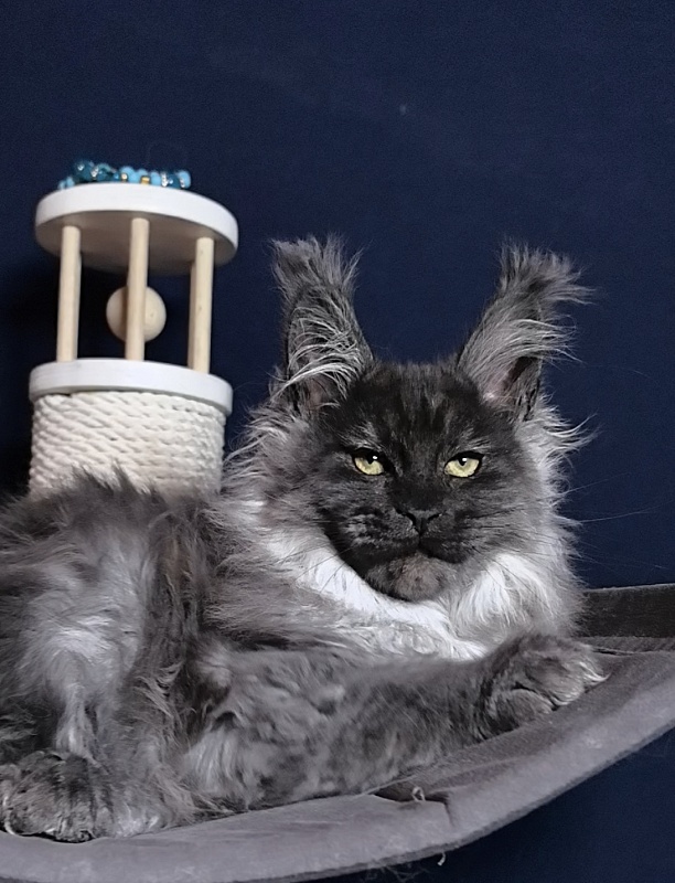 Uh*Tyson Akbars  (polydactyl 66/66) - Kitten maine-coon 3 months 0.5 weeks