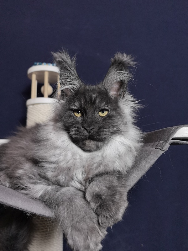 Uh*Tyson Akbars  (polydactyl 66/66) - Kitten maine-coon 3 months 0.5 weeks