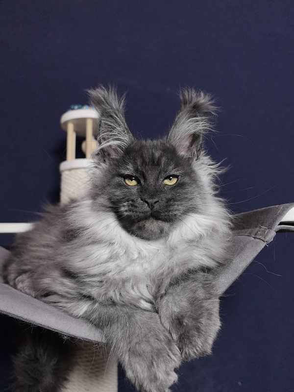 Uh*Tyson Akbars  (polydactyl 66/66) - Kitten maine-coon 3 months 0.5 weeks