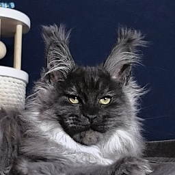 Uh*Tyson Akbars (polydactyl 66/66)