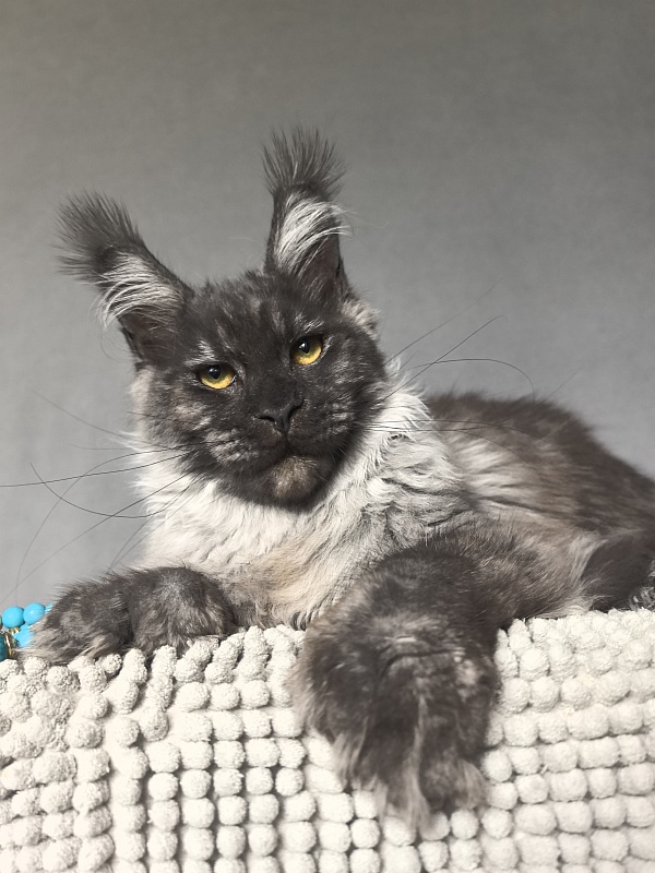 Uh*Tyson Akbars  (polydactyl 66/66) - Kitten maine-coon 6 months 1 week