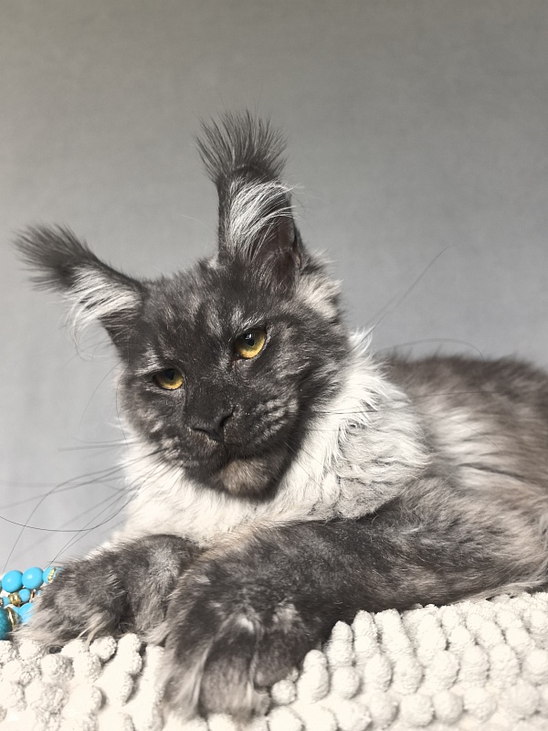 Uh*Tyson Akbars  (polydactyl 66/66) - Kitten maine-coon 6 months 1 week