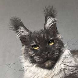 Uh*Tyson Akbars  (polydactyl 66/66)