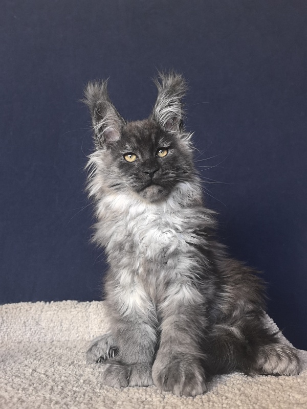 Uh*Tyson Akbars  (polydactyl 66/66) - Kitten maine-coon 2 months 2.5 weeks