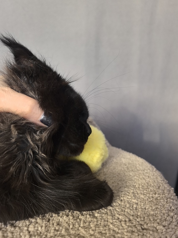 Uh* Topaz Akbars  (polydactyl 77/66) - Kitten maine-coon 2 months 2.5 weeks