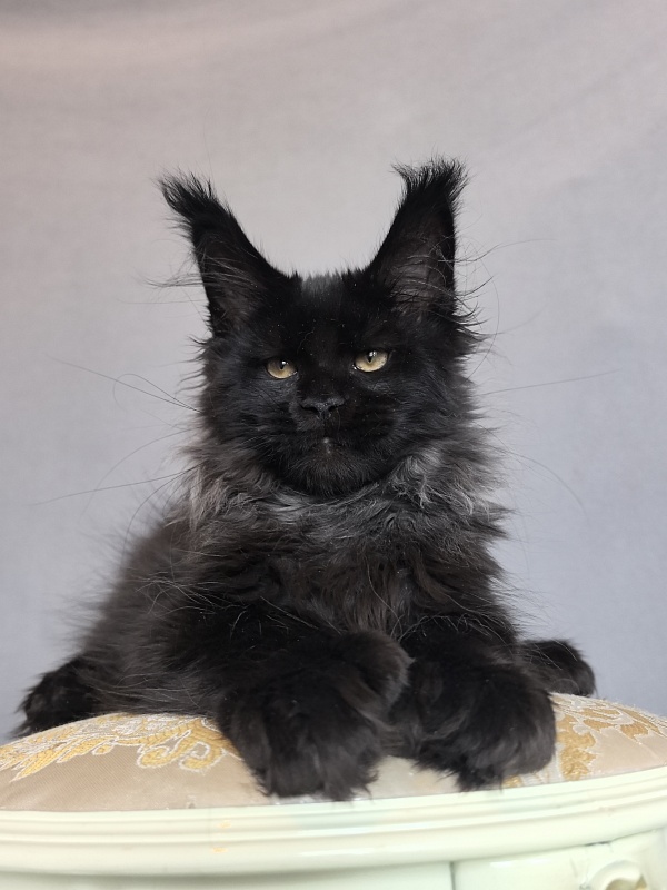 Uh* Topaz Akbars  (polydactyl 77/66) - Kitten maine-coon 3 months 0.5 weeks