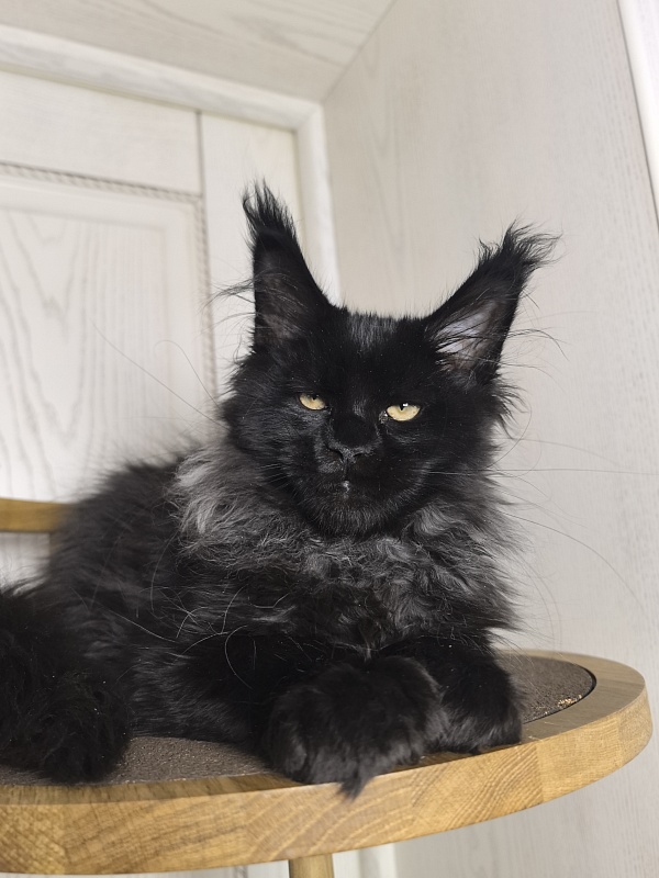 Uh* Topaz Akbars  (polydactyl 77/66) - Kitten maine-coon 3 months 1.5 week