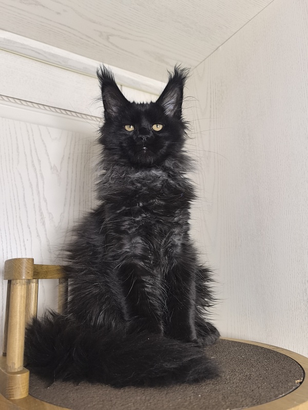 Uh* Topaz Akbars  (polydactyl 77/66) - Kitten maine-coon 3 months 1.5 week