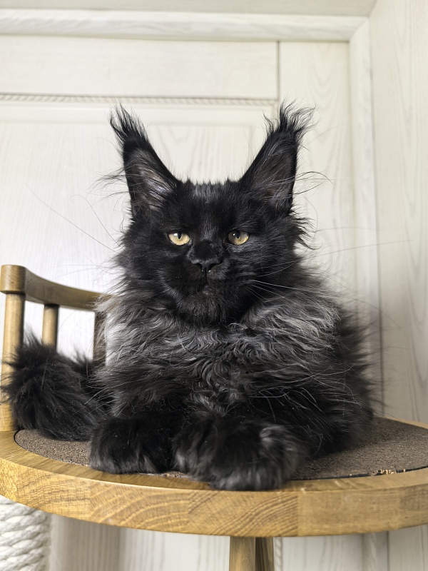 Uh* Topaz Akbars  (polydactyl 77/66) - Kitten maine-coon 3 months 1.5 week