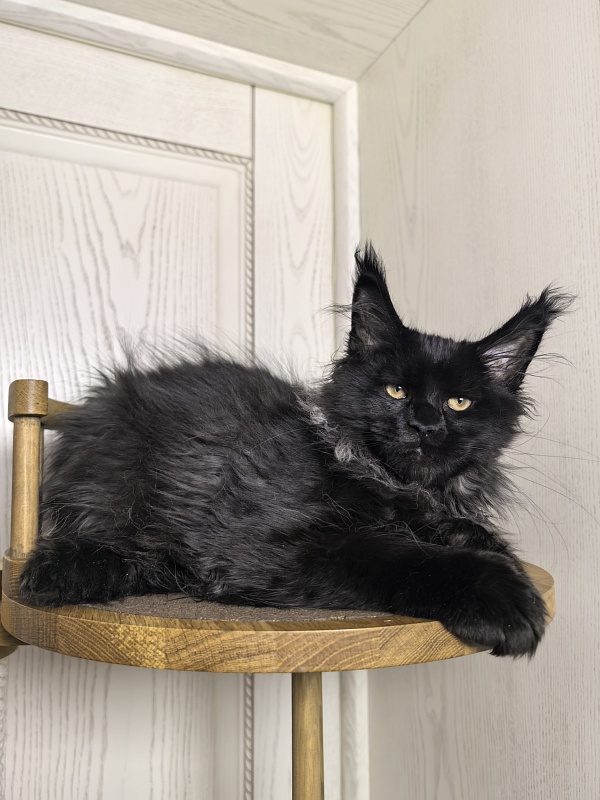 Uh* Topaz Akbars  (polydactyl 77/66) - Kitten maine-coon 3 months 1.5 week