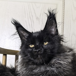 Uh* Topaz Akbars  (polydactyl 77/66)