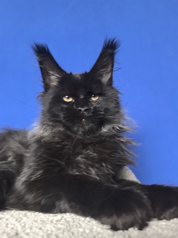 Uh* Topaz Akbars  (polydactyl 77/66) - Kitten maine-coon 4 months 1 week