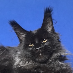 Uh* Topaz Akbars  (polydactyl 77/66)