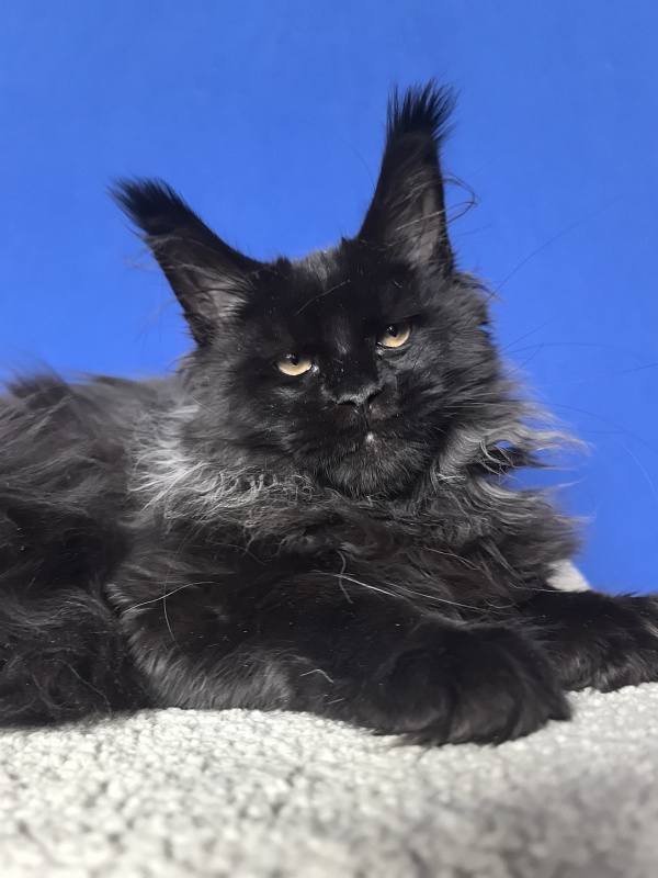 Uh* Topaz Akbars  (polydactyl 77/66) - Kitten maine-coon 4 months 1 week