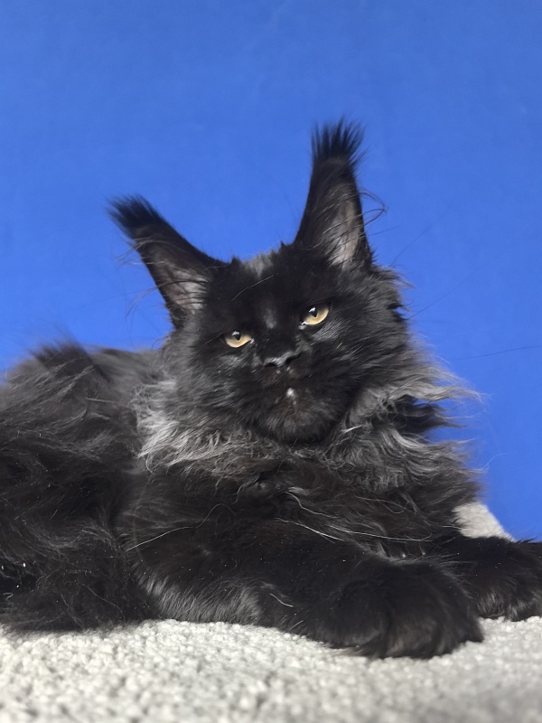 Uh* Topaz Akbars  (polydactyl 77/66) - Kitten maine-coon 4 months 1 week