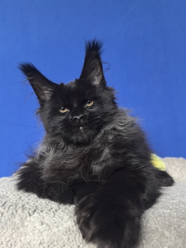 Uh* Topaz Akbars  (polydactyl 77/66) - Kitten maine-coon 4 months 1 week