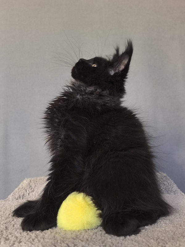 Uh* Topaz Akbars  (polydactyl 77/66) - Kitten maine-coon 2 months 2.5 weeks