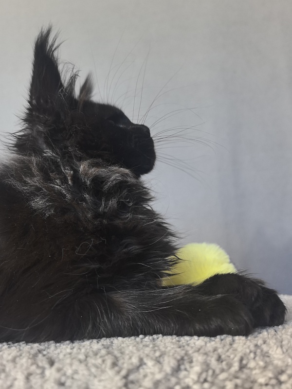 Uh* Topaz Akbars  (polydactyl 77/66) - Kitten maine-coon 2 months 2.5 weeks