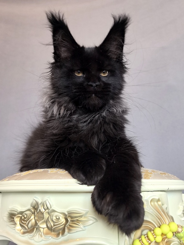 Uh* Topaz Akbars  (polydactyl 77/66) - Kitten maine-coon 3 months 0.5 weeks