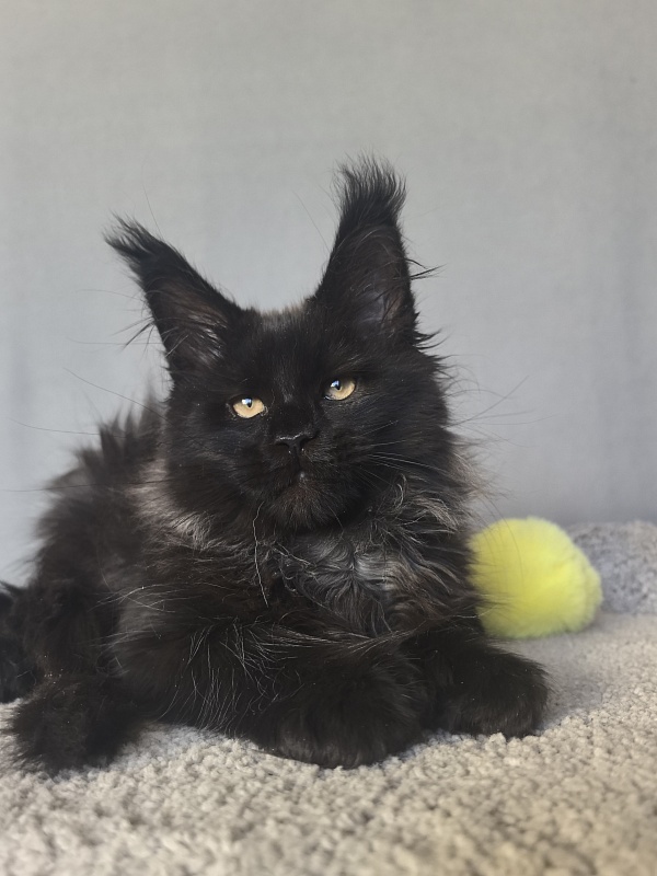 Uh* Topaz Akbars  (polydactyl 77/66) - Kitten maine-coon 2 months 2.5 weeks