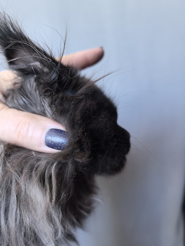 Uma Taya Akbars  (polydactyl 66/66) - Kitten maine-coon 2 months 2.5 weeks