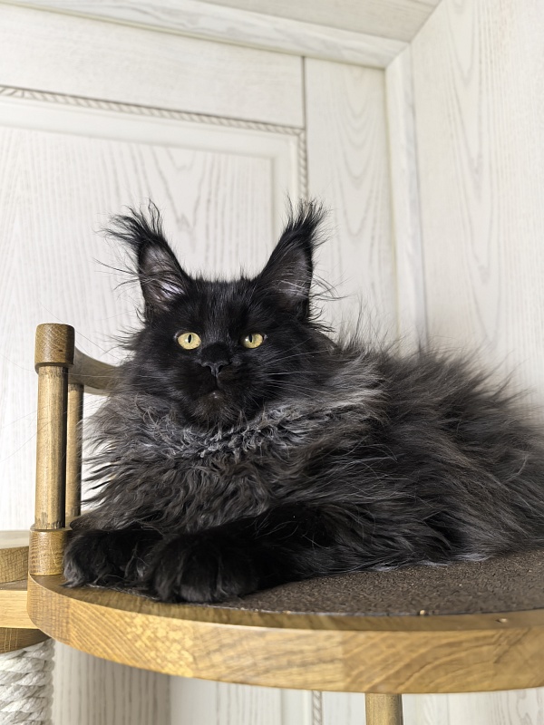 Uma Taya Akbars  (polydactyl 66/66) - Kitten maine-coon 3 months 2.5 weeks