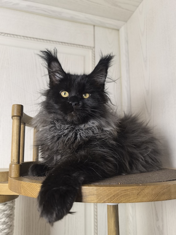 Uma Taya Akbars  (polydactyl 66/66) - Kitten maine-coon 3 months 2.5 weeks